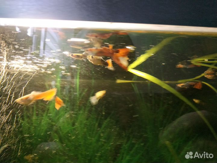 Рыбки Гуппи