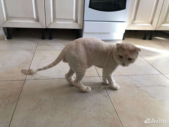 Грумер.Стрижка кошек.Вычес колтунов