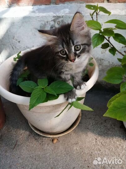 Кошка в дар бесплатно