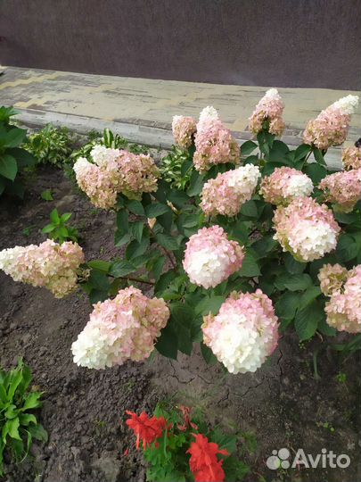 Гортензия метельчатая