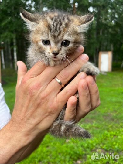 Кошечка трехцветная