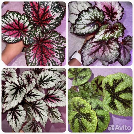 Бегонии Сортовые. Много сортов