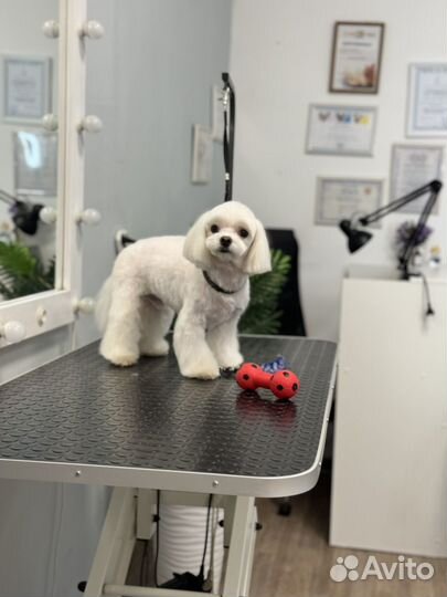 Стрижка собак требуются модели