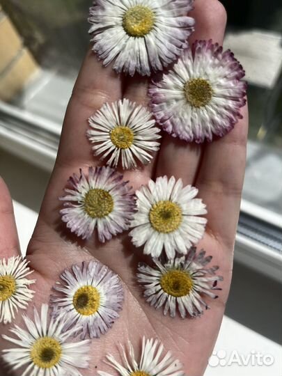 Сухоцветы для творчества, рукоделия и декора