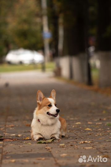 Вязка вельш-корги пемброк