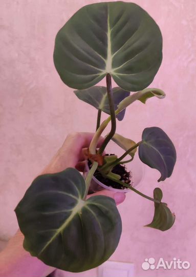 Филодендрон глориозум