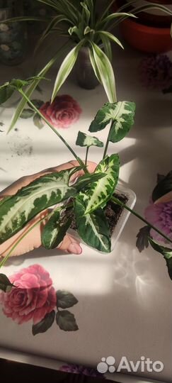 Цветы обмен