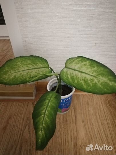 Комнатные цветы