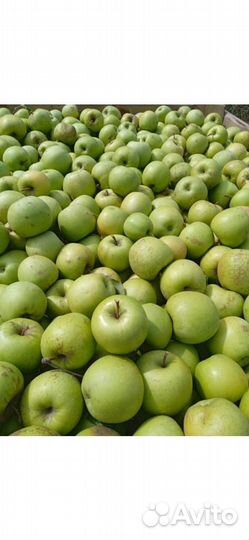 Яблоки оптом