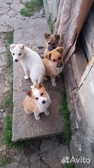 Щенки в добрые руки