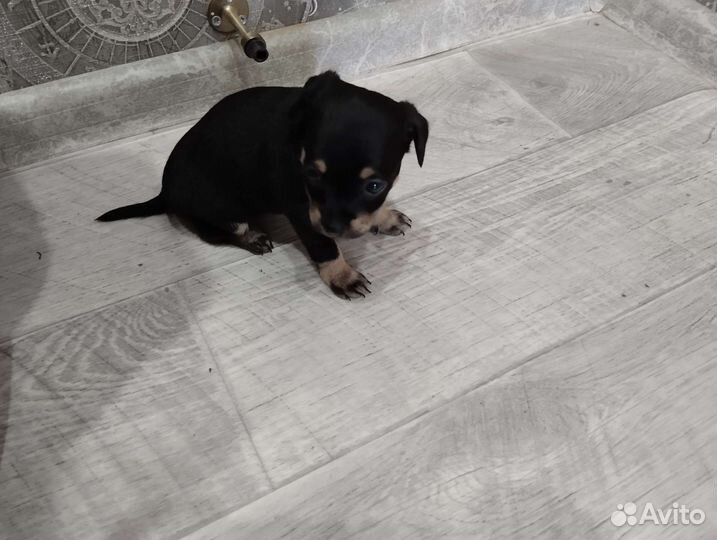 Той-терьер щенок