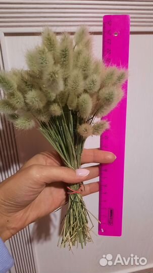 Сухоцветы лагурус