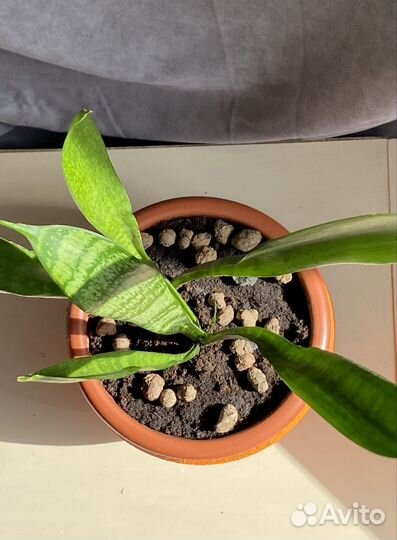 Сансевиерия,щучий хвост,тёщин язык