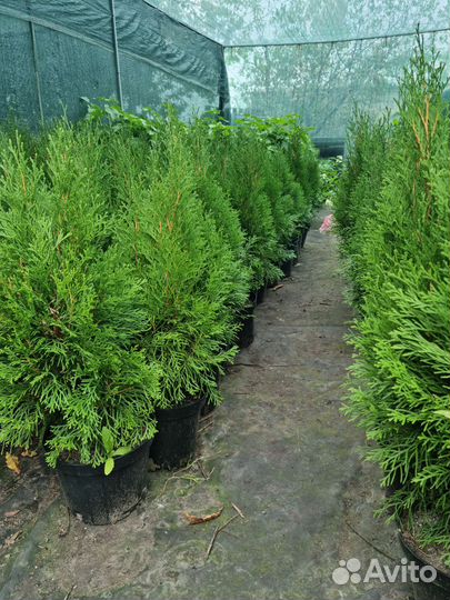 Декоративные растения для сада