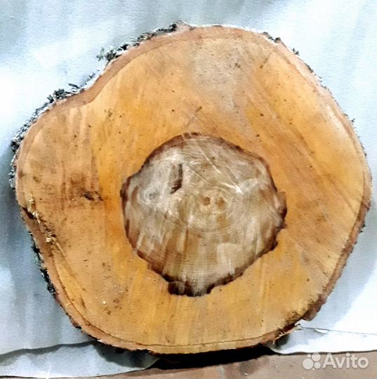 Берёзовый спил, слэб и мох сфагнум