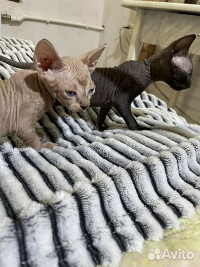 Канадский сфинкс котенок