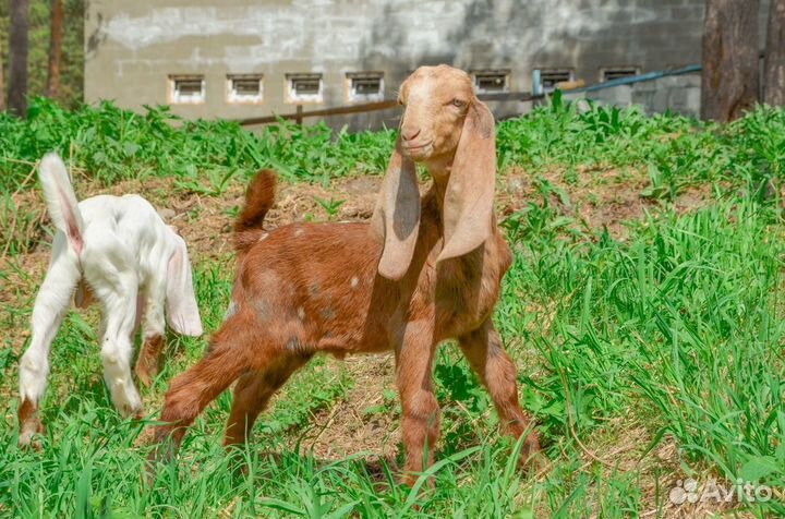 Козы Гулаби.Камори. Англо нубийцы. Малыши