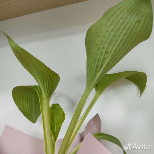 Хоста афтеглоу