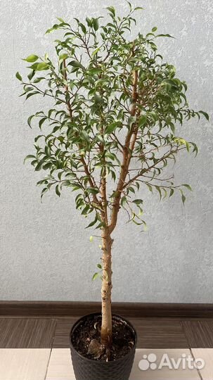 Фикус Бенджамина Барок, Пикси и др.сорта