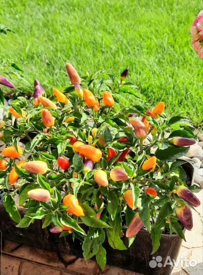 Перец острый, саженцы и семена