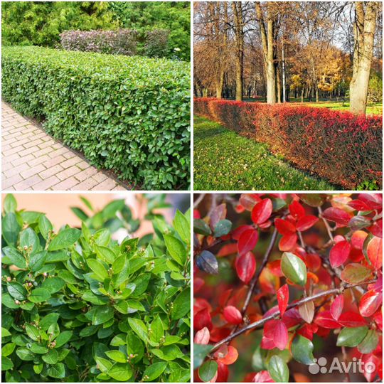 Кизильник блестящий