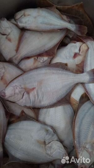 Рыба Камбала