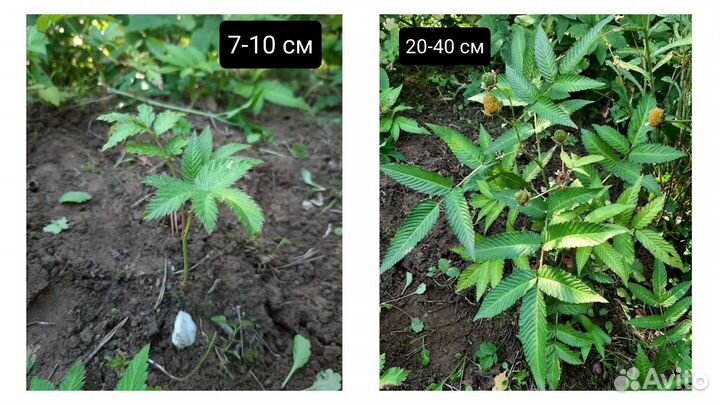 Тибетская малина Miao Miao, саженцы