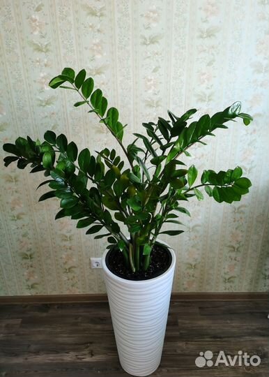 Замиокулькас