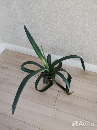 Сциндапсус Марбл Квин,американскаяагава,Сингониумы