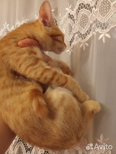 Котята мейн-кун