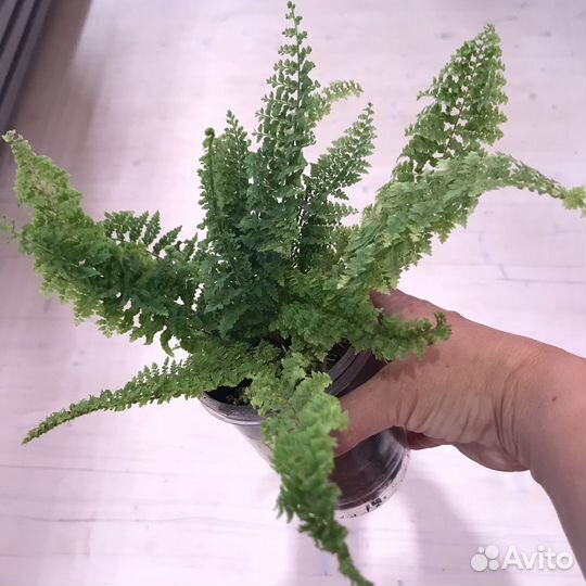 Нефролепис блонд