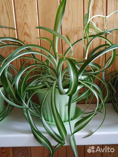 Хлорофитум кудрявый Бонни