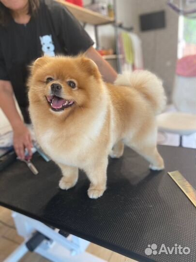 Стрижка собак и кошек (Грумер)