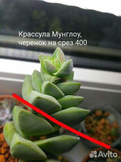 Суккуленты