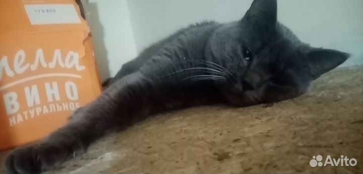 Кот на вязку