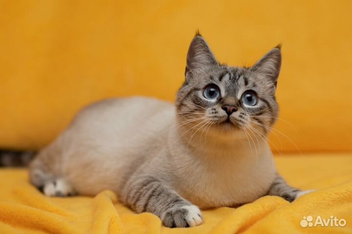 Молодая кошечка Амели