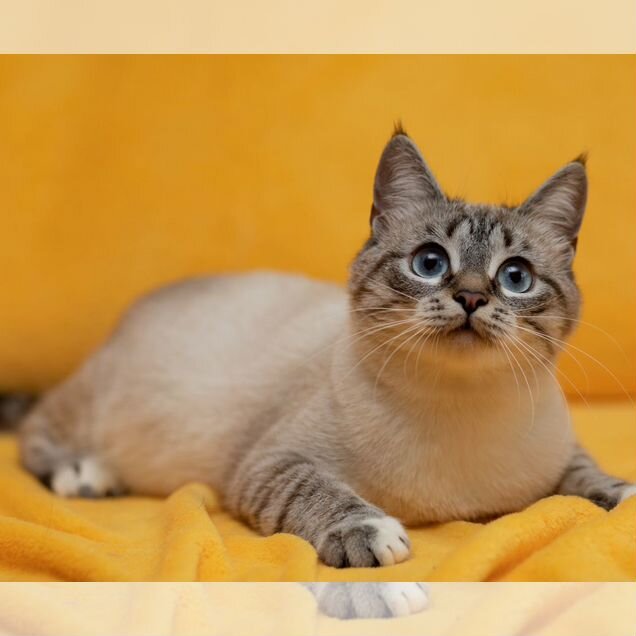 Взрослая, кошка в добрые руки