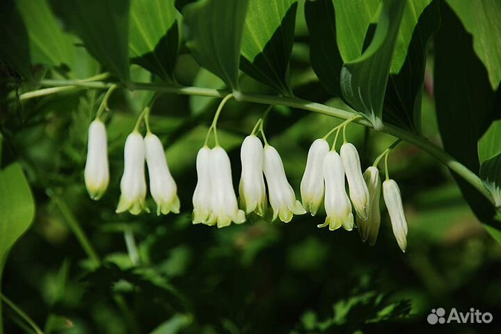 Купена - садовый ландыш