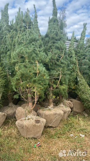 Сосна обыкновенная