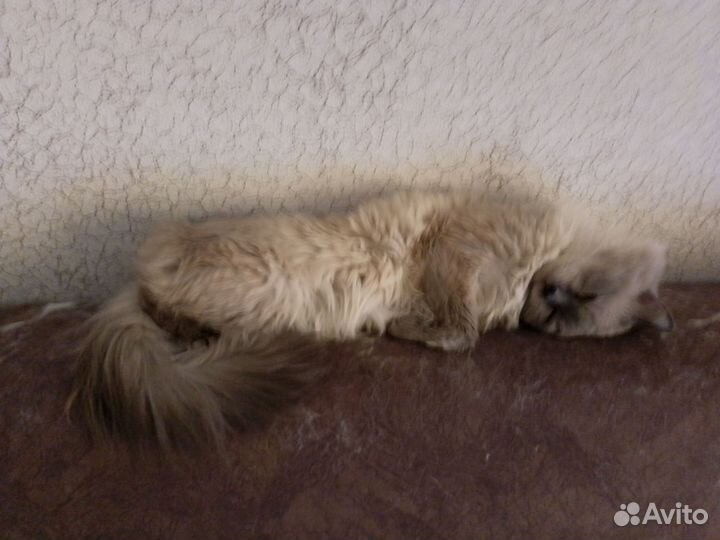 Кот в добрые руки