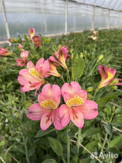 Альстромерия розница и опт цветы