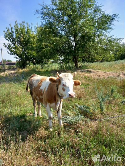 Продаётся тёлка