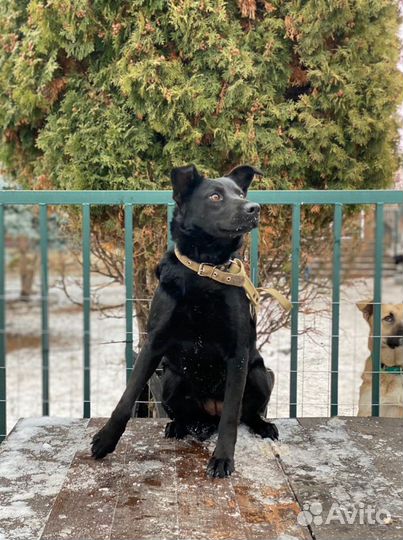 Кнопка / собака