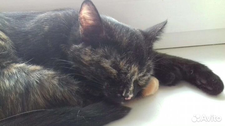 Кошечка Арабеска