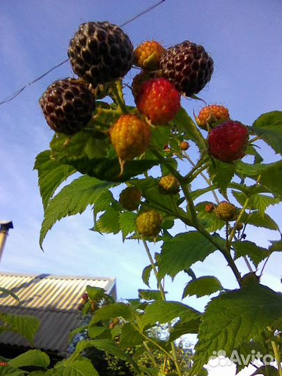 Клубника и малина, земляника