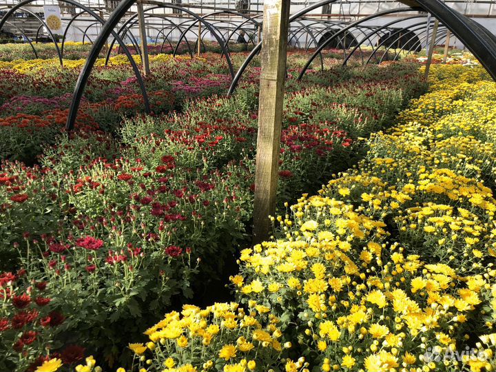 Хризантема мультифлора кустовая