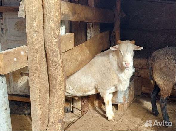 Баран на племя