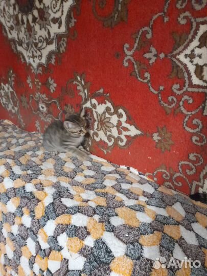 Британские котята