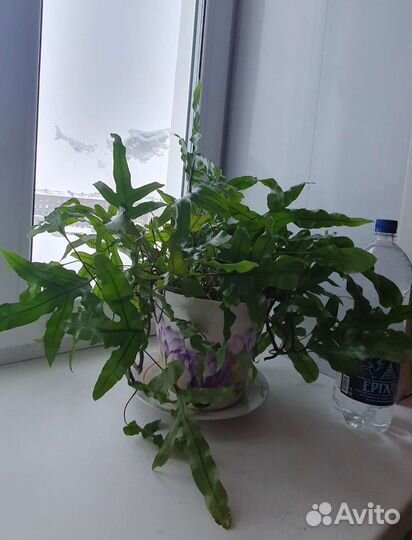 Флемболиум (папоротник )