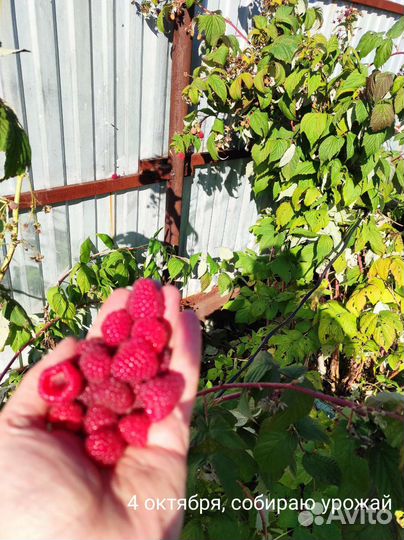 Саженцы малины. Патриция